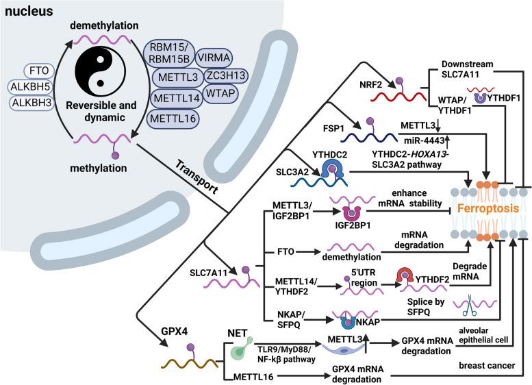 https://cdn.ncbi.nlm.nih.gov/pmc/blobs/453a/11437708/d781ace2357f/12943_2024_2132_Fig4_HTML.jpg