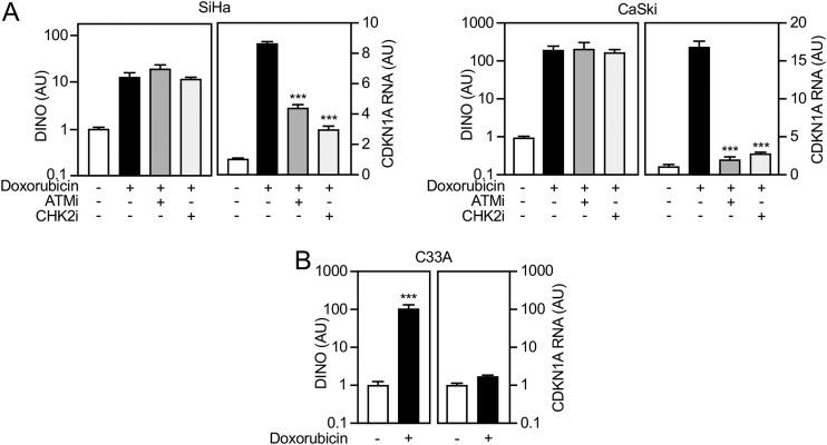https://cdn.ncbi.nlm.nih.gov/pmc/blobs/453a/7298716/109286d9faa3/mBio.01190-20-f0007.jpg