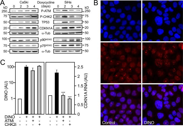 https://cdn.ncbi.nlm.nih.gov/pmc/blobs/453a/7298716/f19047621151/mBio.01190-20-f0008.jpg