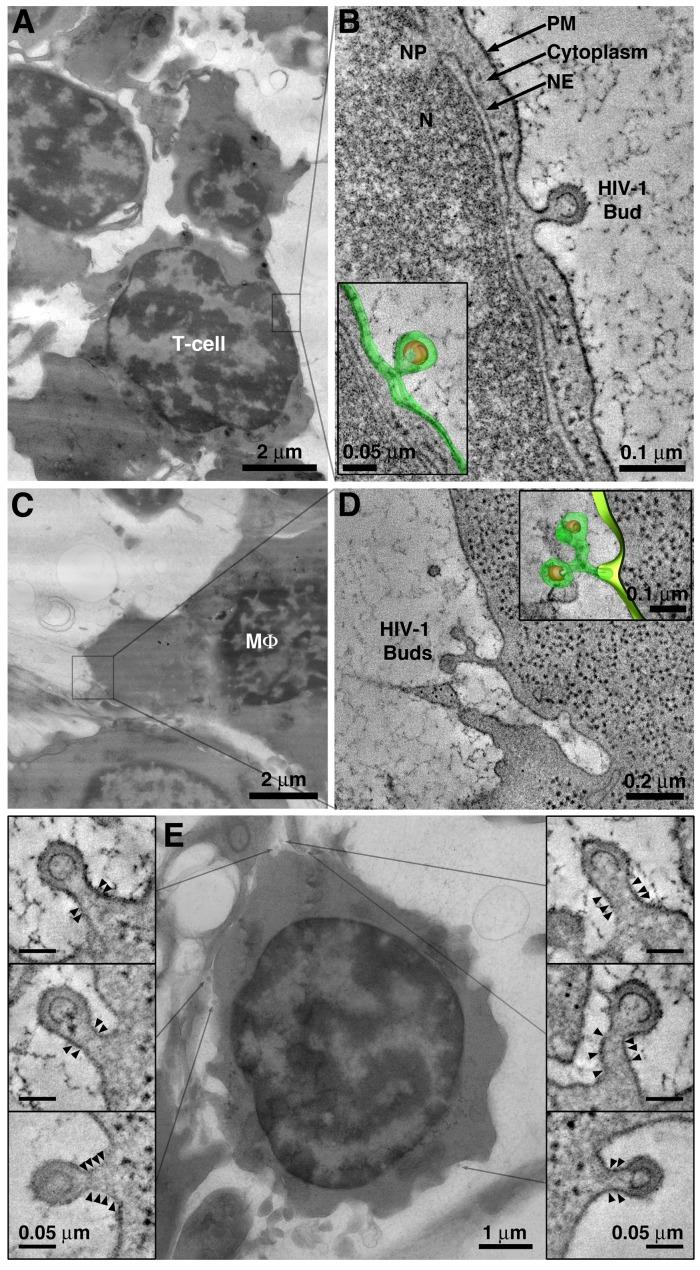 https://cdn.ncbi.nlm.nih.gov/pmc/blobs/453b/6839903/6bb6f79815fb/elife-46916-fig3.jpg