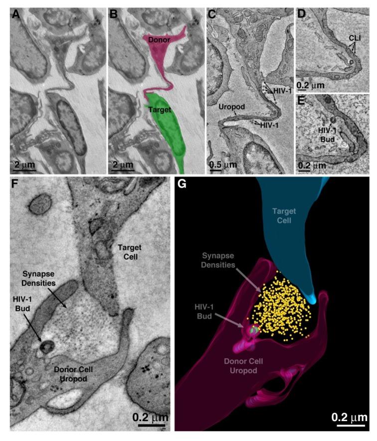 https://cdn.ncbi.nlm.nih.gov/pmc/blobs/453b/6839903/7347c7ce8a3b/elife-46916-fig4.jpg