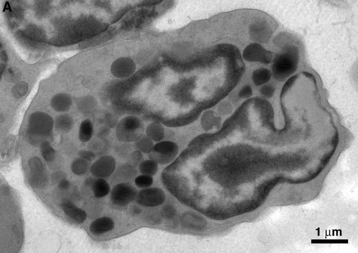 https://cdn.ncbi.nlm.nih.gov/pmc/blobs/453b/6839903/f5f91f4cd51a/elife-46916-resp-fig3.jpg