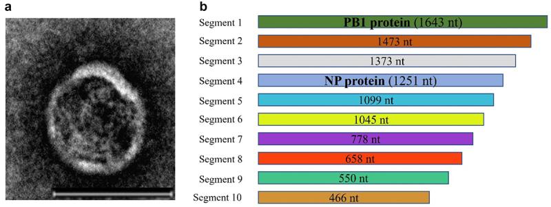 https://cdn.ncbi.nlm.nih.gov/pmc/blobs/453c/10984141/3c73d7cf1ef2/KVIR_A_2329568_F0003_OC.jpg