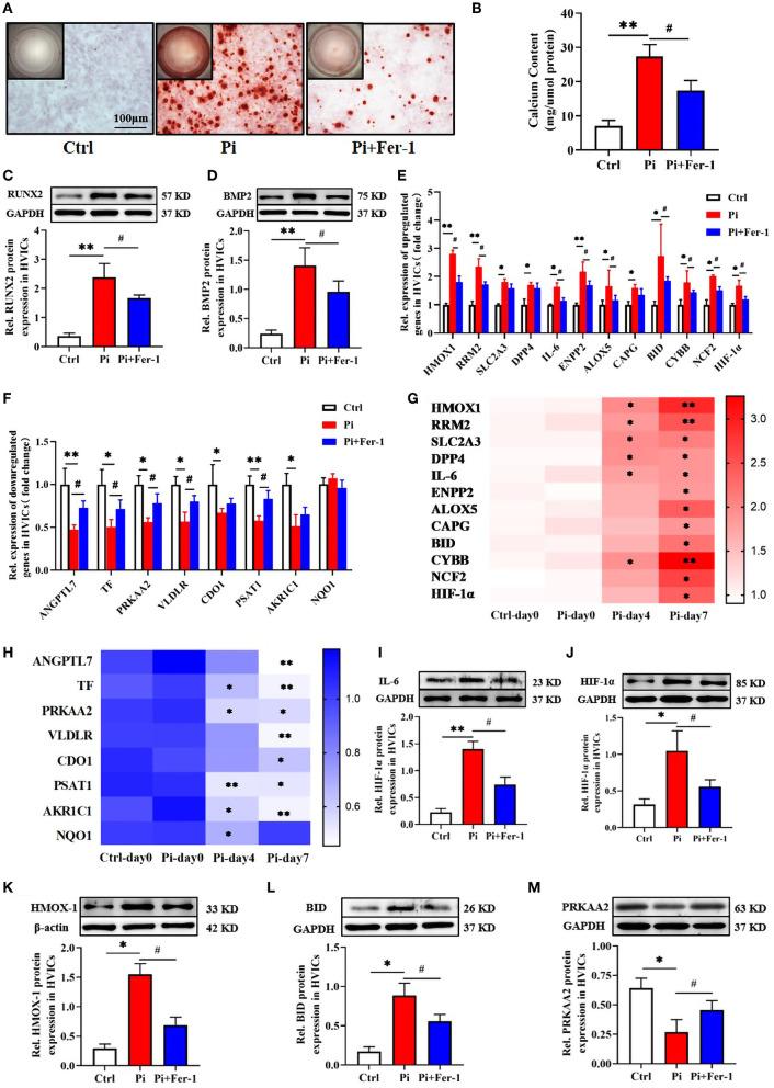 https://cdn.ncbi.nlm.nih.gov/pmc/blobs/453e/9395208/54356aee2409/fcvm-09-916841-g0006.jpg