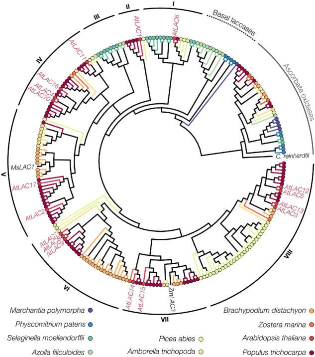 https://cdn.ncbi.nlm.nih.gov/pmc/blobs/4548/8517187/1fac5a16ce21/fpls-12-754601-g005.jpg