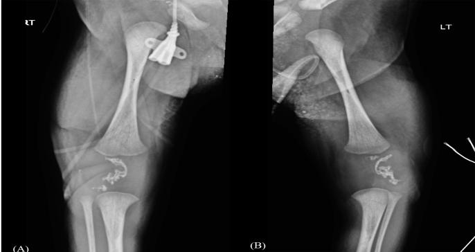 https://cdn.ncbi.nlm.nih.gov/pmc/blobs/454b/6926218/1d3527a3bccc/gr4.jpg