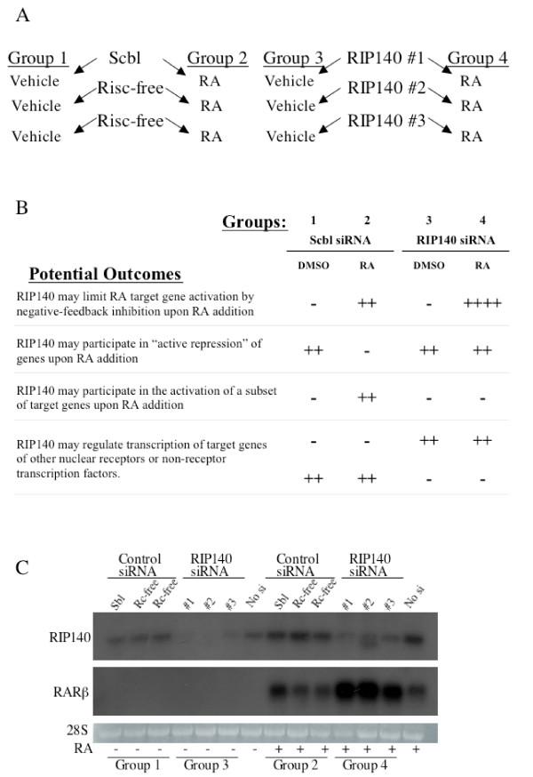 https://cdn.ncbi.nlm.nih.gov/pmc/blobs/454f/2034384/0cd8e7620273/1476-4598-6-57-2.jpg