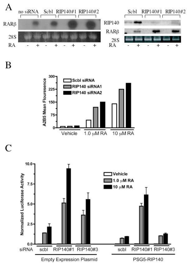 https://cdn.ncbi.nlm.nih.gov/pmc/blobs/454f/2034384/72f9c307abdd/1476-4598-6-57-1.jpg