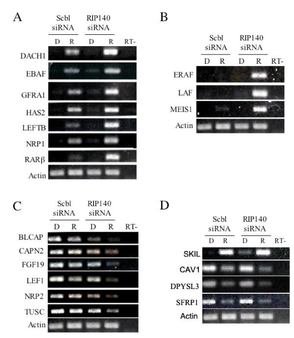https://cdn.ncbi.nlm.nih.gov/pmc/blobs/454f/2034384/8081a1192493/1476-4598-6-57-7.jpg