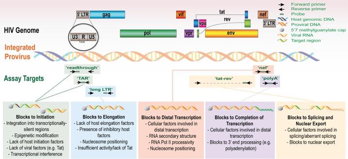 https://cdn.ncbi.nlm.nih.gov/pmc/blobs/4550/6237391/c42ecc464816/ppat.1007357.g001.jpg