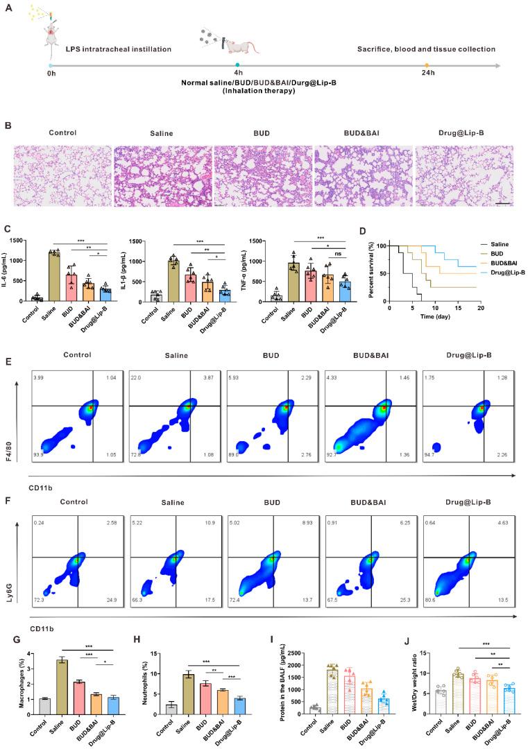https://cdn.ncbi.nlm.nih.gov/pmc/blobs/4551/11945262/099bee4b9430/pharmaceutics-17-00329-g008.jpg