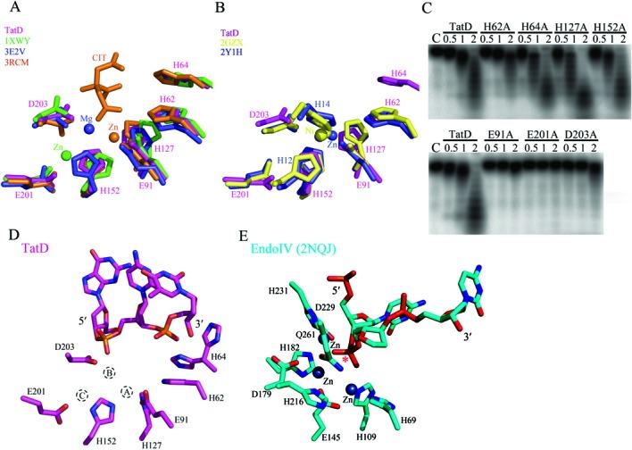 https://cdn.ncbi.nlm.nih.gov/pmc/blobs/4554/4176340/5916cda8a4a1/gku732fig5.jpg