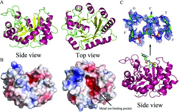 https://cdn.ncbi.nlm.nih.gov/pmc/blobs/4554/4176340/b1b37e1a9549/gku732fig4.jpg