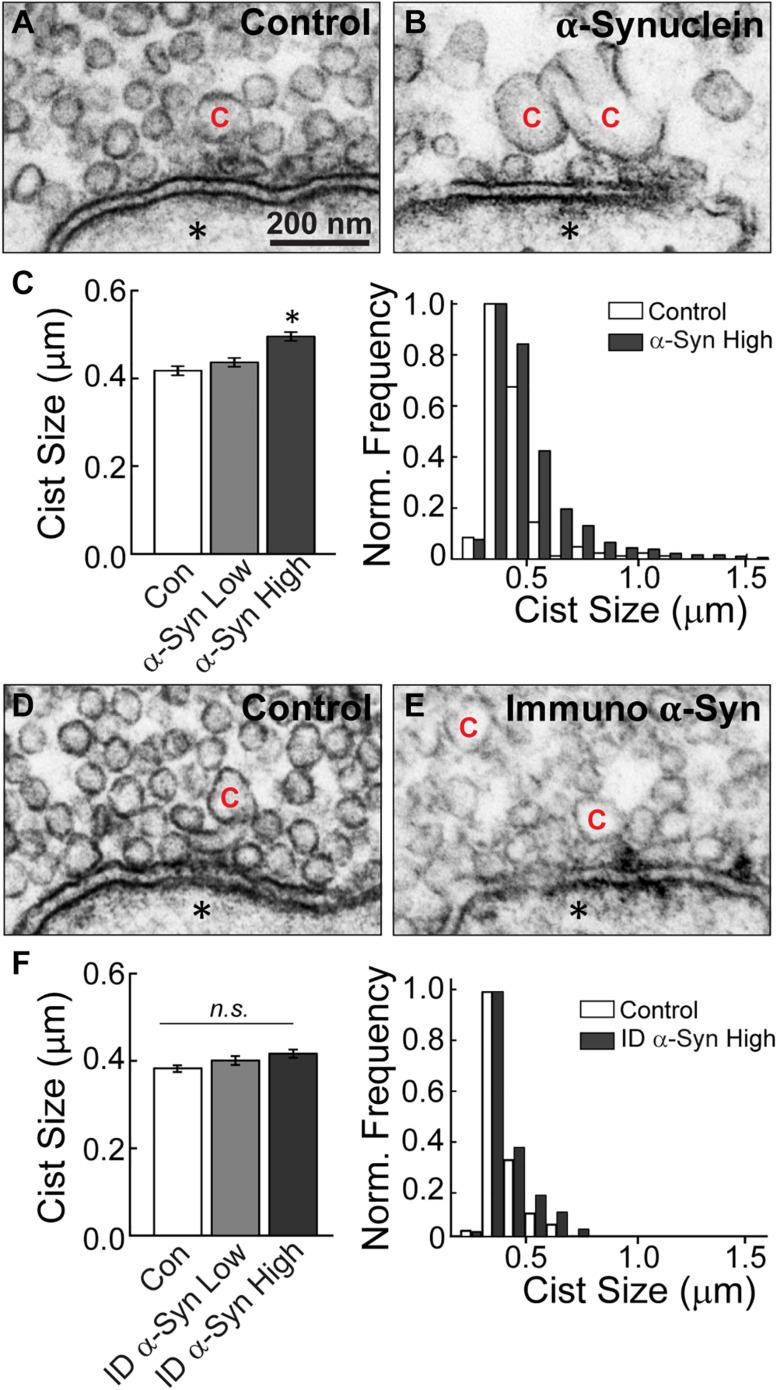 https://cdn.ncbi.nlm.nih.gov/pmc/blobs/4556/7890186/54288ededc02/fnins-15-639414-g006.jpg