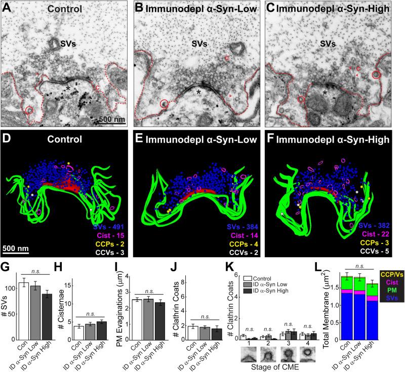 https://cdn.ncbi.nlm.nih.gov/pmc/blobs/4556/7890186/75ccbf139a04/fnins-15-639414-g004.jpg