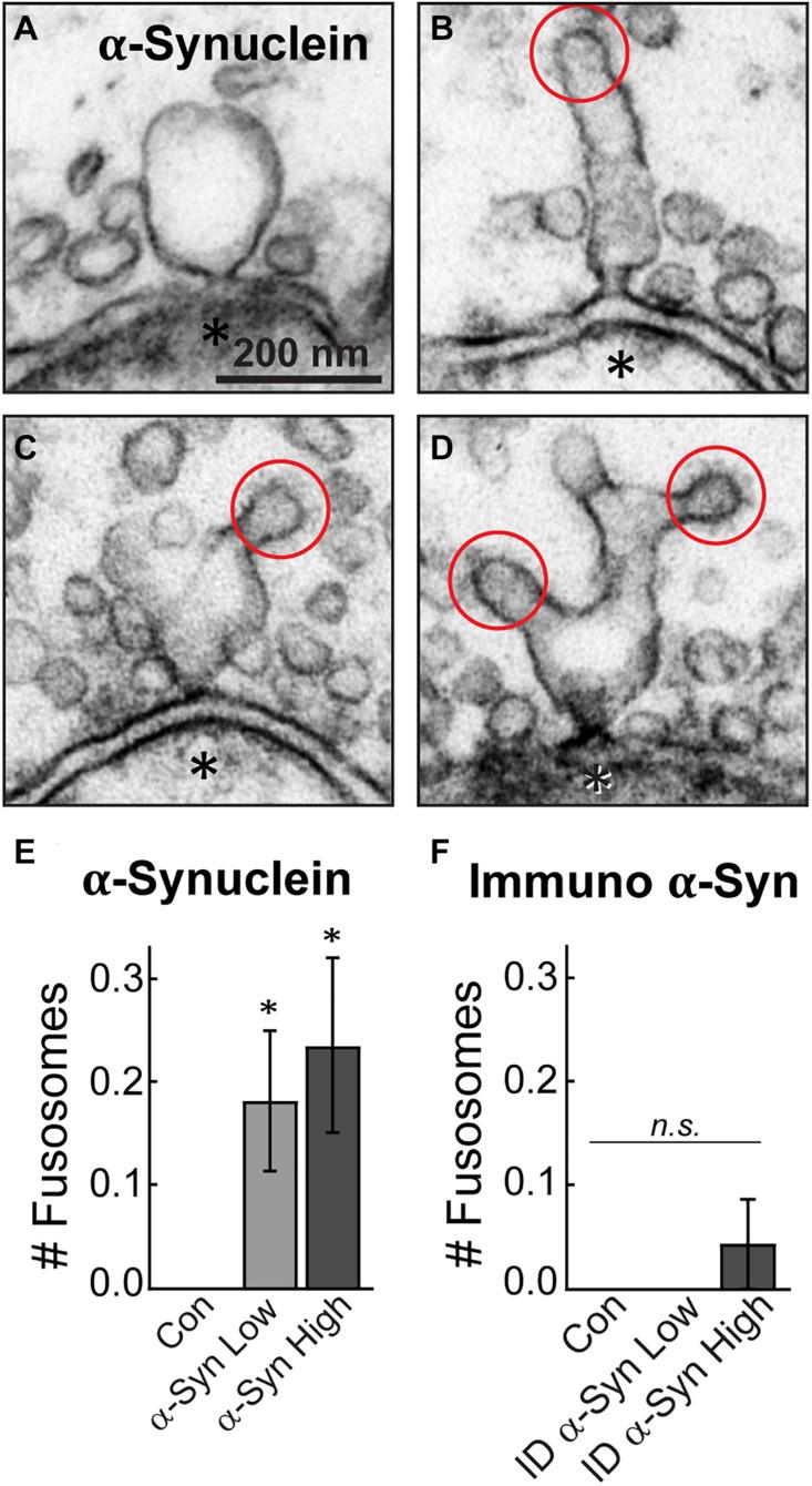 https://cdn.ncbi.nlm.nih.gov/pmc/blobs/4556/7890186/e42498008741/fnins-15-639414-g007.jpg
