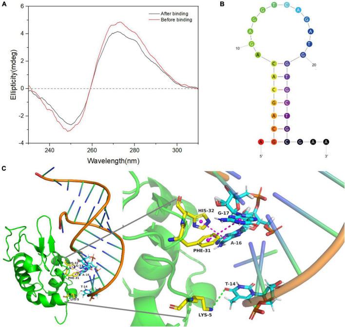 https://cdn.ncbi.nlm.nih.gov/pmc/blobs/4557/9577226/5887610f29fa/fnut-09-1005230-g002.jpg