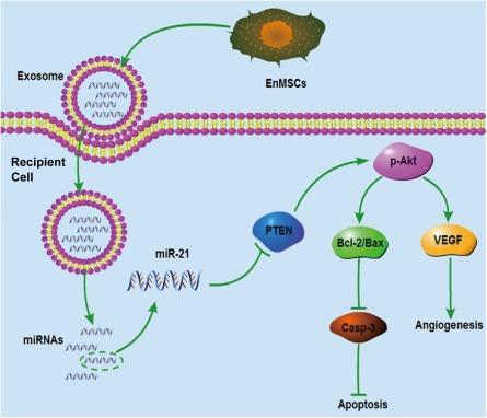 https://cdn.ncbi.nlm.nih.gov/pmc/blobs/4559/5442741/4be94bae2b7b/SCT3-6-209-g007.jpg