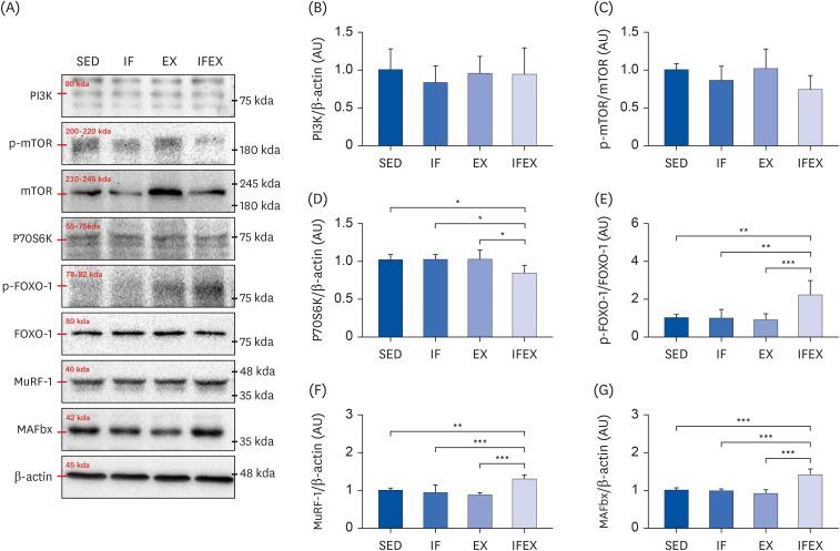 https://cdn.ncbi.nlm.nih.gov/pmc/blobs/455b/12340093/5eb6cc1df5b3/nrp-19-483-g004.jpg