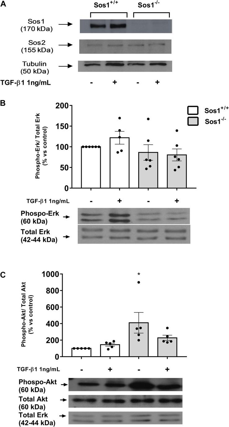 https://cdn.ncbi.nlm.nih.gov/pmc/blobs/455b/8055938/b74a4fefd64d/fphys-12-645044-g001.jpg