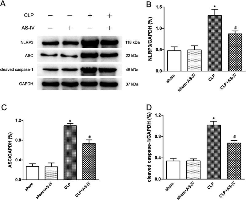 https://cdn.ncbi.nlm.nih.gov/pmc/blobs/455c/11841723/b72b0dd84960/shock-61-120-g004.jpg