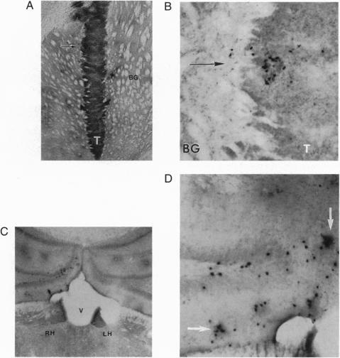 https://cdn.ncbi.nlm.nih.gov/pmc/blobs/455d/40896/758410c06fa5/pnas01499-0413-a.jpg