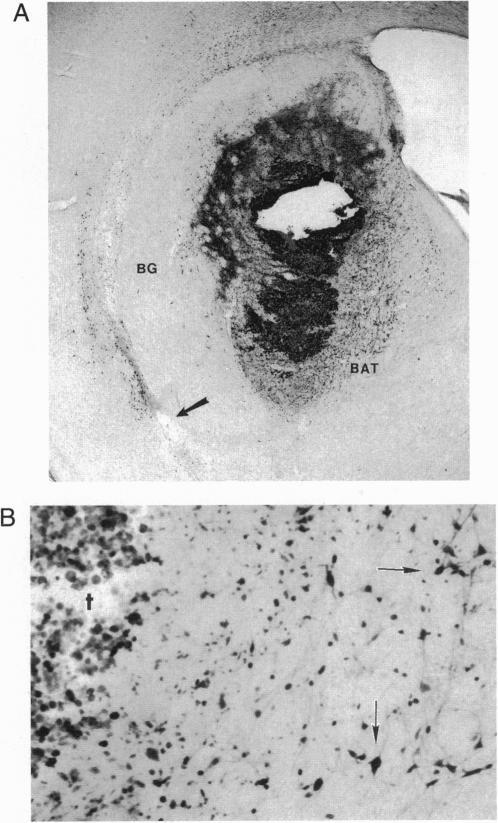 https://cdn.ncbi.nlm.nih.gov/pmc/blobs/455d/40896/bbd392c7bf99/pnas01499-0412-a.jpg