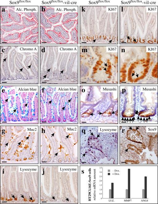 https://cdn.ncbi.nlm.nih.gov/pmc/blobs/455f/2064470/43df0de05969/jcb1780635f04.jpg