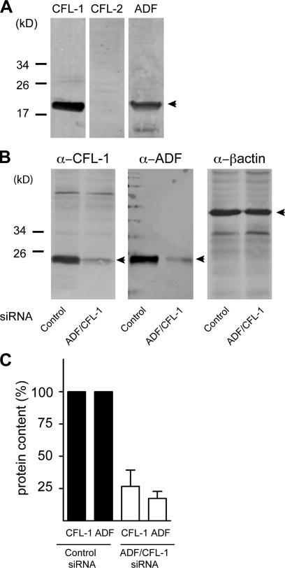 https://cdn.ncbi.nlm.nih.gov/pmc/blobs/455f/2806282/d166cf5539ec/JCB_200908040_GS_Fig2.jpg