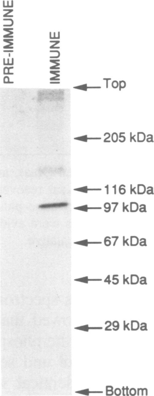 https://cdn.ncbi.nlm.nih.gov/pmc/blobs/4560/552270/edc153911aa5/emboj00235-0089-a.jpg