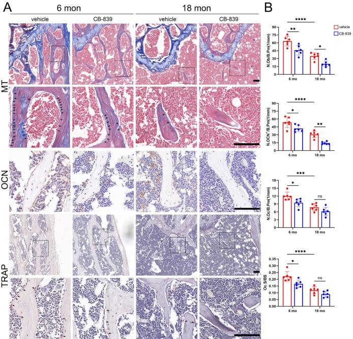 https://cdn.ncbi.nlm.nih.gov/pmc/blobs/456a/11745427/2a816fb89bad/AD-16-1-432-g2.jpg
