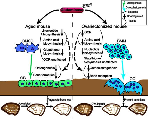 https://cdn.ncbi.nlm.nih.gov/pmc/blobs/456a/11745427/6be422440a48/AD-16-1-432-g8.jpg