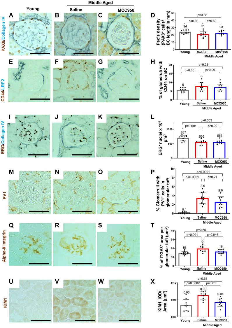 https://cdn.ncbi.nlm.nih.gov/pmc/blobs/456c/10415579/2facc546c9e3/aging-15-204897-g008.jpg