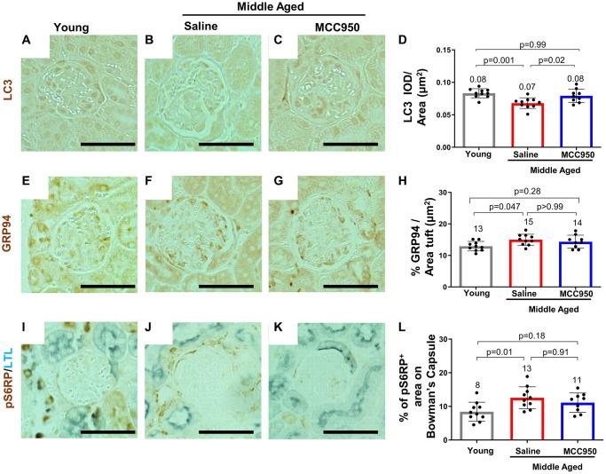 https://cdn.ncbi.nlm.nih.gov/pmc/blobs/456c/10415579/93d04708b6ca/aging-15-204897-g007.jpg