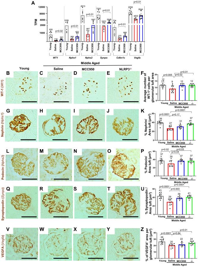 https://cdn.ncbi.nlm.nih.gov/pmc/blobs/456c/10415579/9722318f876b/aging-15-204897-g004.jpg