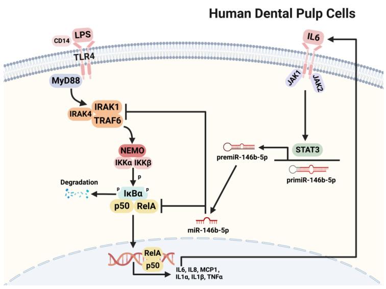 https://cdn.ncbi.nlm.nih.gov/pmc/blobs/456d/10138803/766621a727cd/ijms-24-07433-g007.jpg