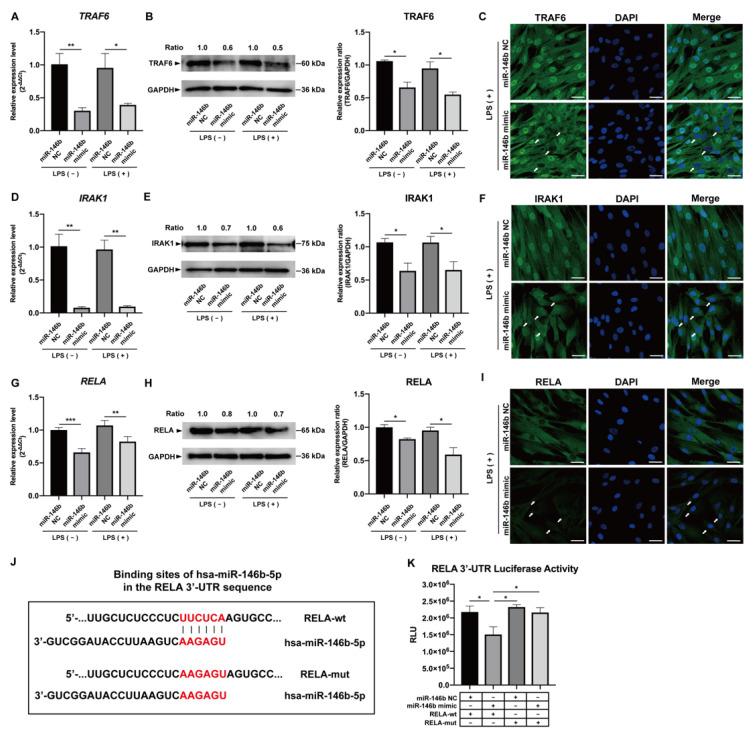 https://cdn.ncbi.nlm.nih.gov/pmc/blobs/456d/10138803/fa2f321e89c2/ijms-24-07433-g004.jpg