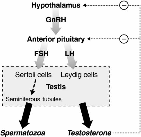 https://cdn.ncbi.nlm.nih.gov/pmc/blobs/456e/2948422/3b38746180ae/ijcp0064-0682-f1.jpg