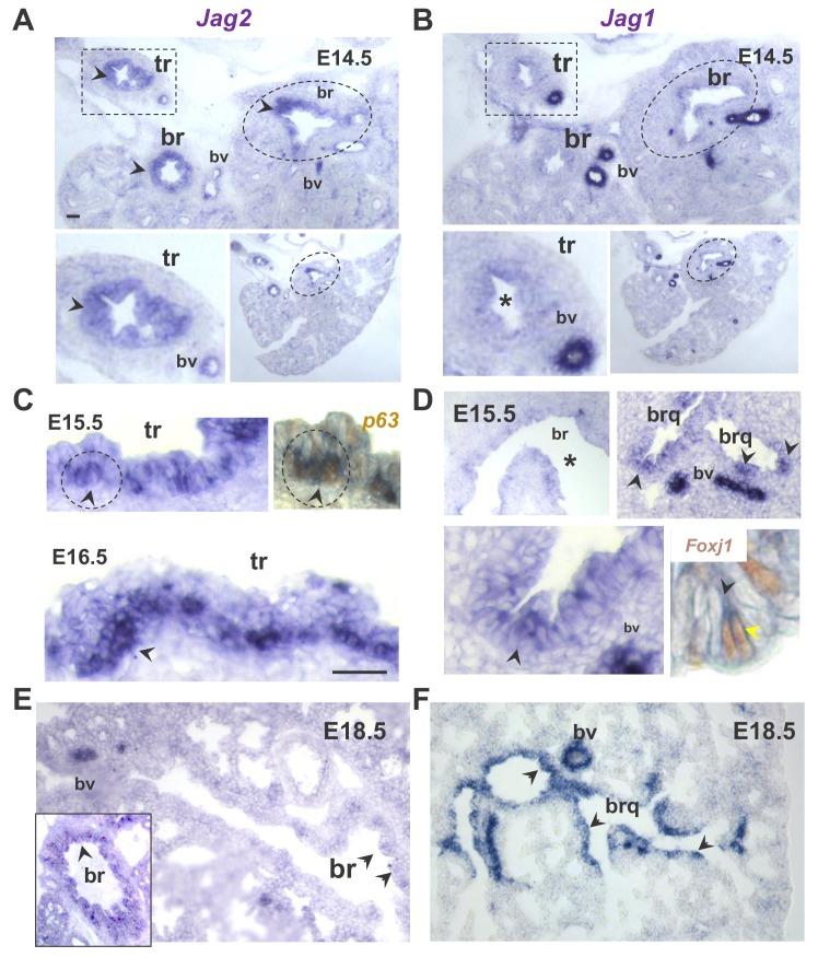 https://cdn.ncbi.nlm.nih.gov/pmc/blobs/4573/6887486/b40118908531/elife-50487-fig1-figsupp1.jpg