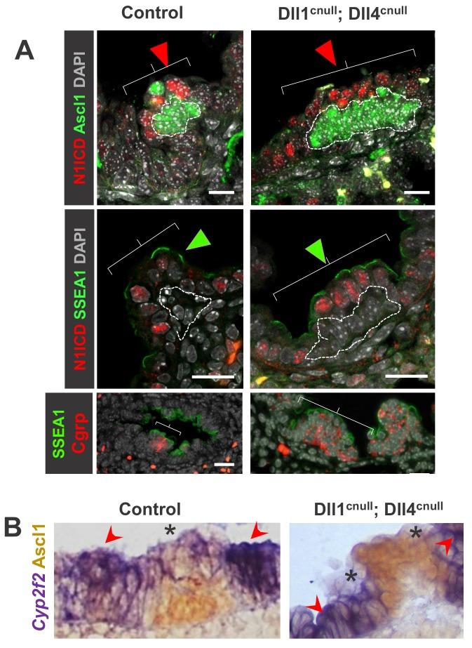 https://cdn.ncbi.nlm.nih.gov/pmc/blobs/4573/6887486/c3d3f03136b1/elife-50487-fig5.jpg