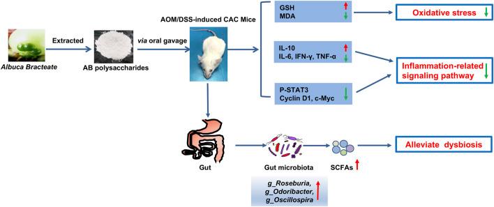 https://cdn.ncbi.nlm.nih.gov/pmc/blobs/4574/8899018/f585ce388ed4/fphar-13-833077-g009.jpg