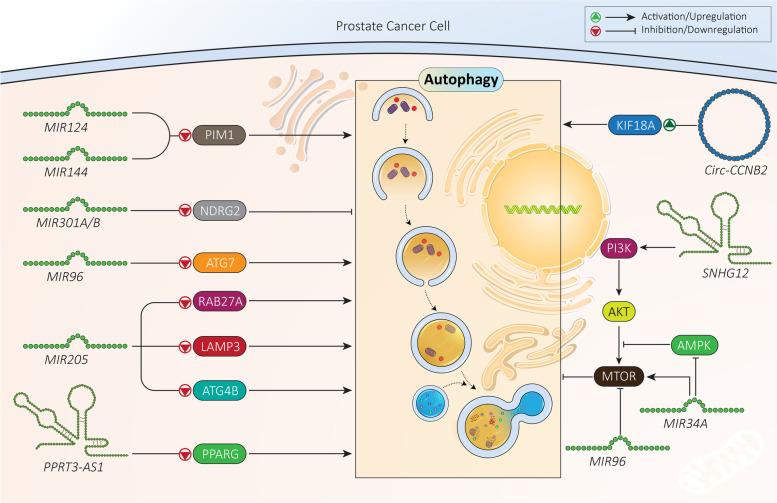 https://cdn.ncbi.nlm.nih.gov/pmc/blobs/4578/8939209/9ea28961637f/13046_2022_2293_Fig5_HTML.jpg