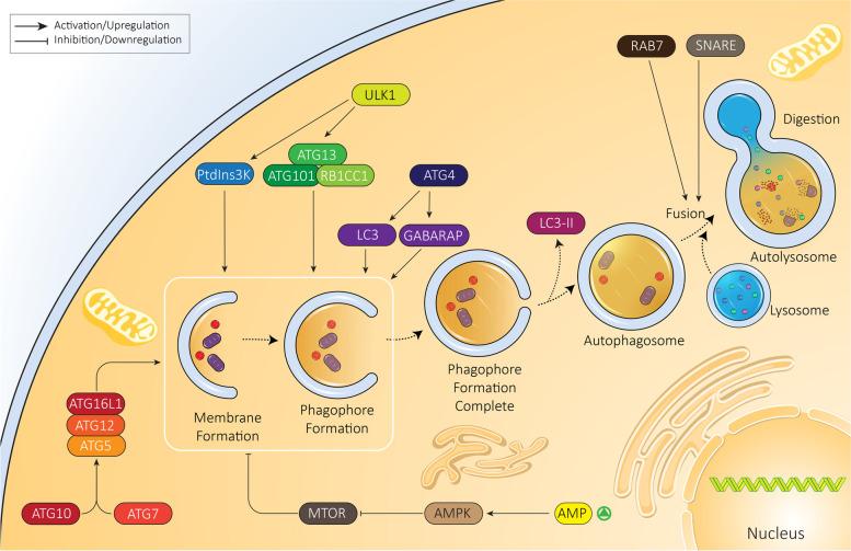 https://cdn.ncbi.nlm.nih.gov/pmc/blobs/4578/8939209/be2f54135294/13046_2022_2293_Fig1_HTML.jpg
