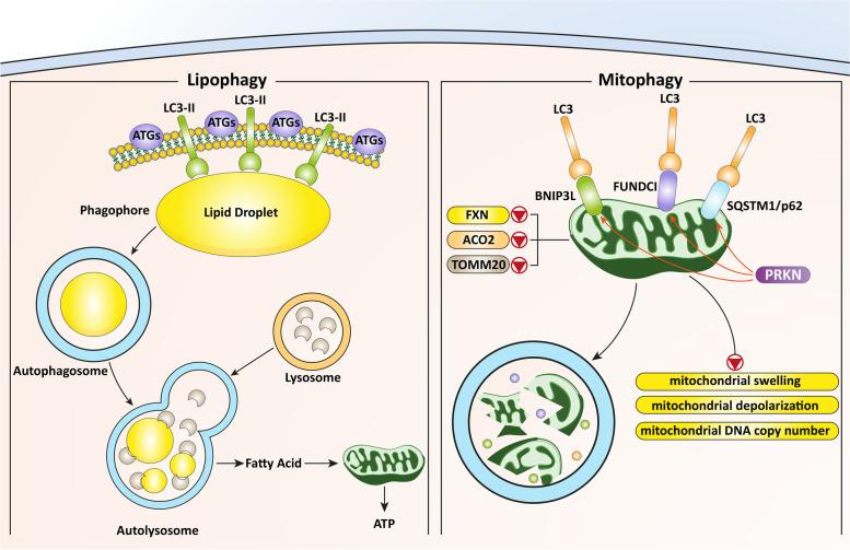 https://cdn.ncbi.nlm.nih.gov/pmc/blobs/4578/8939209/ec2e5daff574/13046_2022_2293_Fig8_HTML.jpg