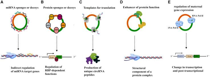 https://cdn.ncbi.nlm.nih.gov/pmc/blobs/4579/9439963/a631b7aa8326/gr2.jpg