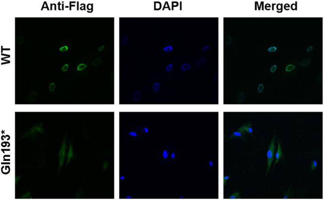 https://cdn.ncbi.nlm.nih.gov/pmc/blobs/457b/10767605/debdcd5bc53e/MGG3-12-e2334-g001.jpg