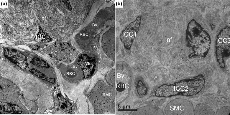 https://cdn.ncbi.nlm.nih.gov/pmc/blobs/457b/5898686/170260e0ed22/10.1177_0963689717722561-fig3.jpg