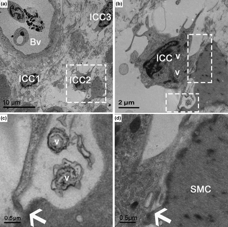 https://cdn.ncbi.nlm.nih.gov/pmc/blobs/457b/5898686/af2413c45060/10.1177_0963689717722561-fig5.jpg