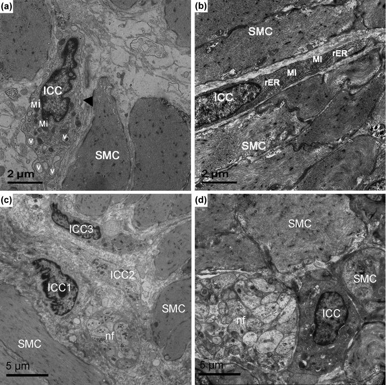 https://cdn.ncbi.nlm.nih.gov/pmc/blobs/457b/5898686/cb1102ff4768/10.1177_0963689717722561-fig4.jpg