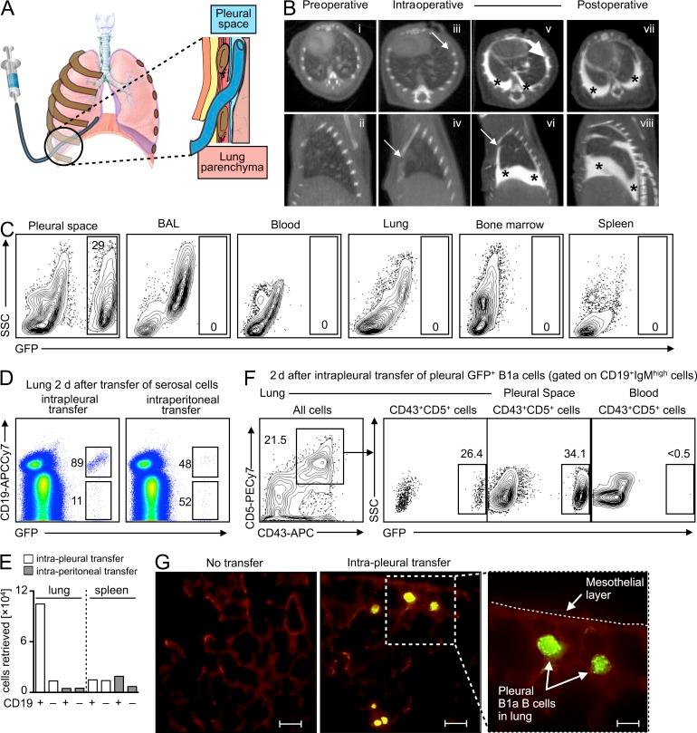 https://cdn.ncbi.nlm.nih.gov/pmc/blobs/457c/4042649/bb00430ebb69/JEM_20131471R_Fig7.jpg